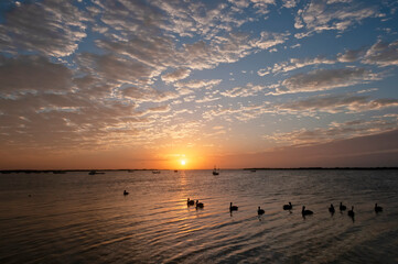 A group of gulls rest in the quiet lagoon at sunset. In the background the cloudy sky and the sun on the horizon of the Caribbean ocean, Mexico