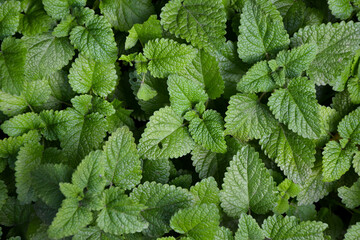 Melissa plant. Lemon balm in the garden. Countryside nature. Organic agriculture. Melissa foliage in the wild nature. Herb tea flavor. Village yard herbs.