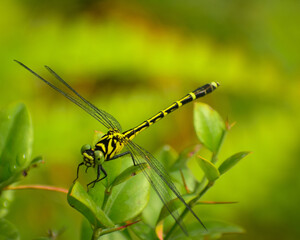 dragonfly on a leaf