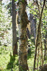 A birch tree with a lot of lichen on the stem in backlight from the sun