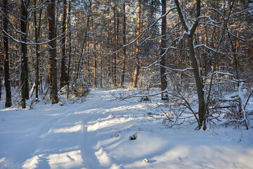 Fototapeta na wymiar leśna zimowa ścieżka