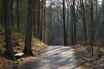 Obraz premium A bench at a gravel road in a forest in a recriation area in sun light