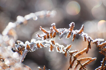 Frozen fern branch with ice crystals in morning light. Winter scene in the forest. Botanical seasonal macro beauty. Undergrowth plants woodlands detail.