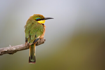 Little bee-eater (merops pusillus)  on a branch  in Kruger national park in South Africa