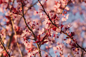 Peach tree blossoms