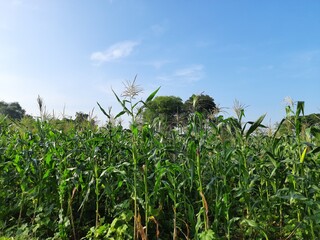 Corn Maize Agriculture Nature Field in blue sky background. Green corn field against blue sky, agricultural crop, corn cobs.
Maize also known as corn.  Field Rural Farm. Green Maize Plants in India.