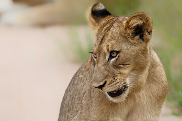 Portrait of a young Lion in Manyeleti Game Reserve in the Greater Kruger Region in South Africa