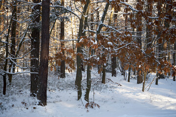 zimowe drzewa  © Marcin Łazarczyk