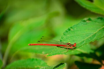 damselfly on a leaf