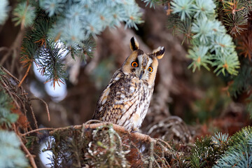 A Long-eared Owl (Asio otus) sitting on a tree