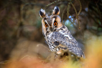 A Long-eared Owl (Asio otus) sitting on a tree and looking on the camera