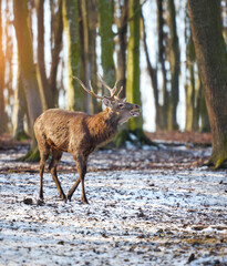 Young male red deer roaring in winter forest. Natural habitat. Winter season.