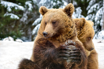 Fototapeta premium Beautiful close up portrait of the brown bear (Ursus arctos)