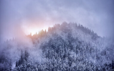 Magical foggy winter landscape with forest covered with snow. A blizzard is coming in the mountains