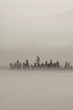 Pienińskie lasy we mgle. © Mariusz Szymanek