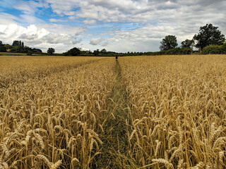 A pathway in a golden wheat field