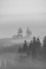 Pienińskie lasy we mgle.