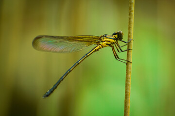 close up of a damselfly on a branch