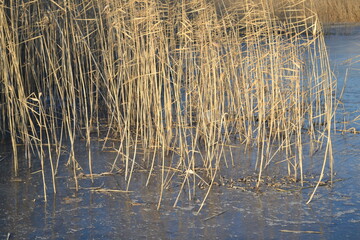 
Grass on a frozen lake near the shore.