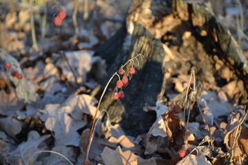 
Red berries near the stump from a tree in the autumn forest.
