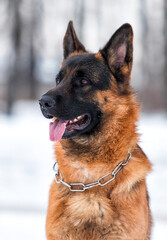 adult german shepherd dog in park in winter