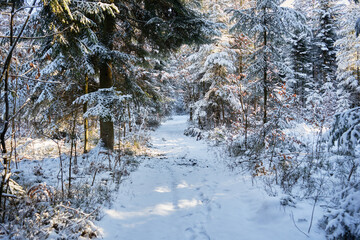 leśna zimowa ścieżka