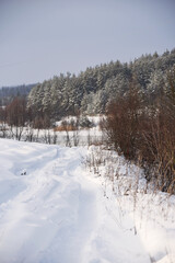 snowy nature in forest,winter photo