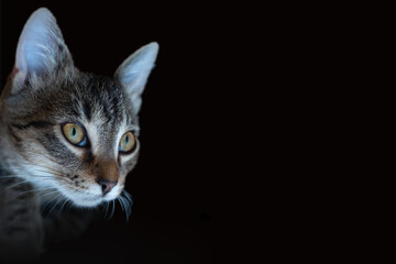 Striped cat in a collar looks to the camera on a black background