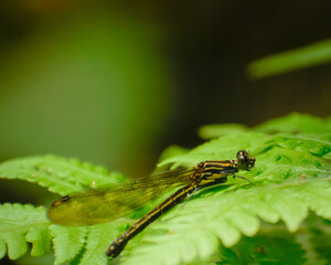 damselfly on a leaf