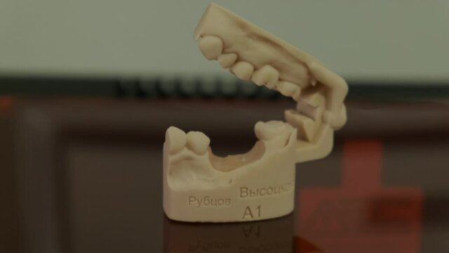 Plaster jaw close up on the table.