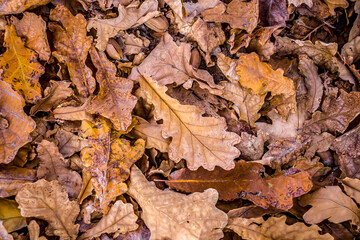 Dry autumn oak leaves in nature as a background.