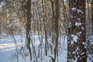 zimowe drzewa  © Marcin Łazarczyk