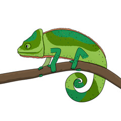 A green chameleon moves along a branch of a tree or plant. Animal is isolated on white background.