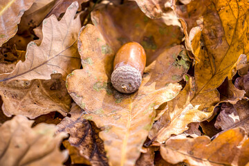 Dry autumn oak leaves in nature as a background.