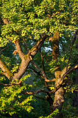 Branched oak trees with a green crown