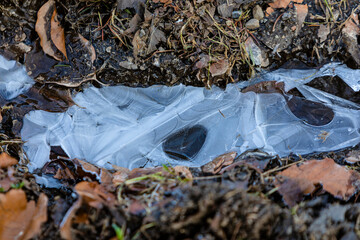 Frost im Wald