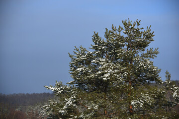 Close-up brunches of pine tree in snow,winter background, photo