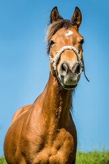 Fototapeta premium portrait of a horse