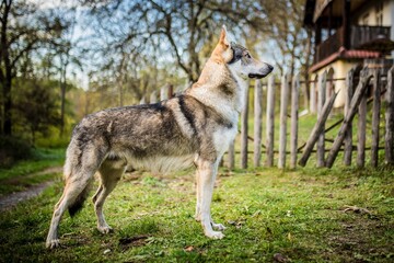 Naklejka na ściany i meble Portrait of Czechoslovakian wolfdog 