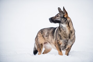 Shepherd crossbreed in the snow
