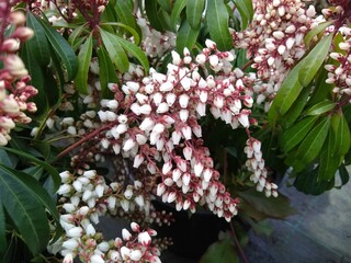 Pieris japonica 'Bonfire'