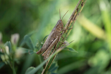 petite sauterelle sur son herbe