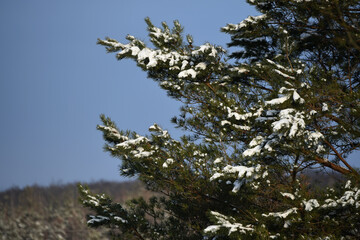 Close-up brunches of pine tree in snow,winter background, photo