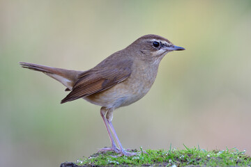 brown bird stepping on little green grass covered by water drops in early morning with coming sun ray in background