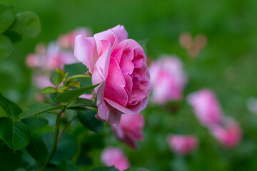 Rose flower bed In the garden.