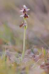 Ophrys exaltata