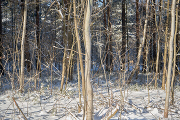 zimowe drzewa  © Marcin Łazarczyk