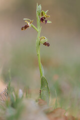 Ophrys sphegodes
