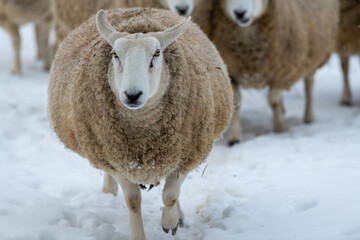A close up of a large domestic woolly sheep that is staring with its eyes open wide and its ears sticking upwards against a snowy background.  The ewe has a large thick coat of wool with bits of dirt.
