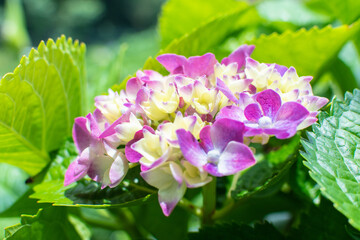 The colorful hydrangea is in full bloom